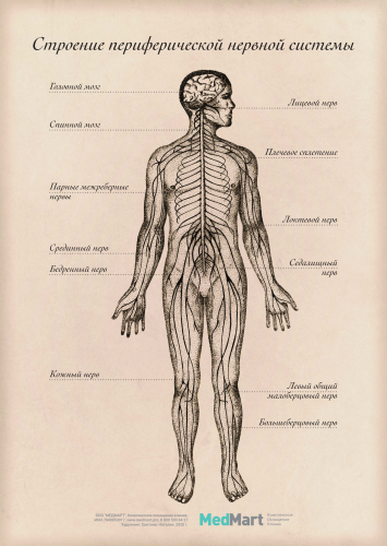 Плакат информ "Строение периферической нервной системы" A2, ламинированный