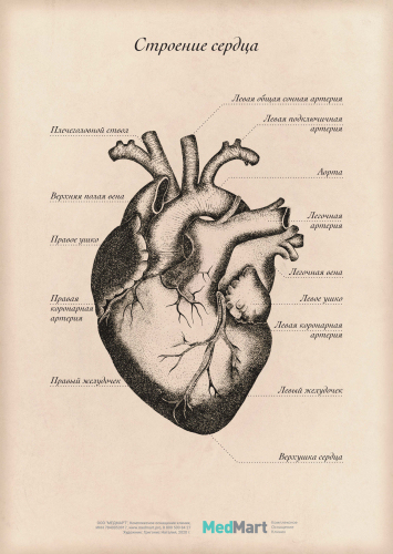 Плакат информационный "Строение сердца" A2, ламинированный