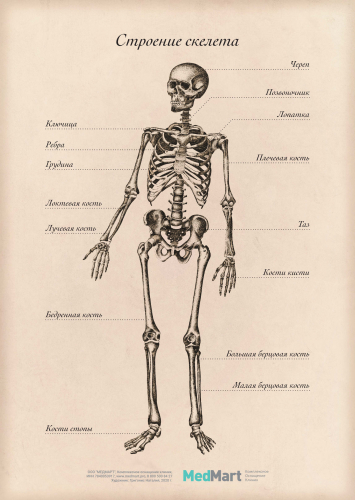 Плакат информационный "Строение скелета" A2, ламинированный