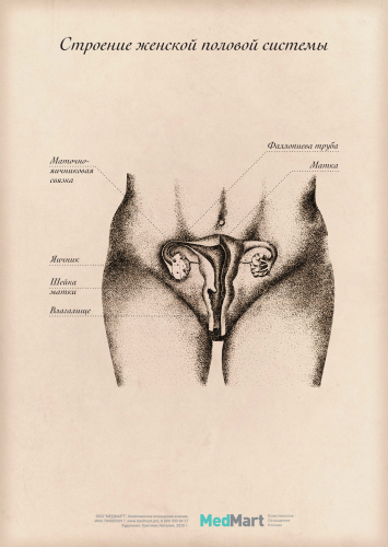 Плакат информационный "Строение женской половой системы" A2, ламинированный