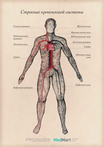 Плакат информационный "Строение кровеносной системы" A2, ламинированный