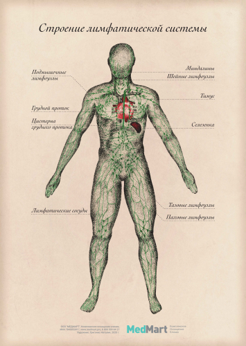 Плакат информационный "Строение лимфатической  системы" A2, ламинированный