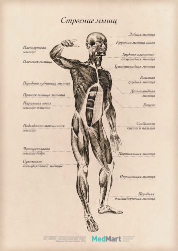 Плакат информационный "Строение мышц" A2, ламинированный