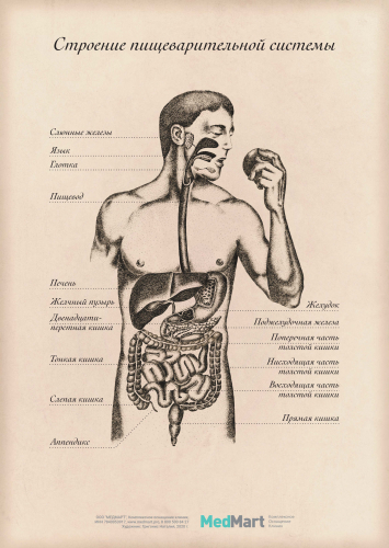 Плакат информационный "Строение пищеварительной системы" A2, ламинир.