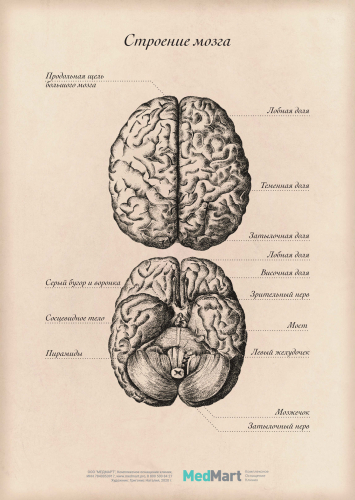Плакат информационный "Строение мозга" A2, ламинированный