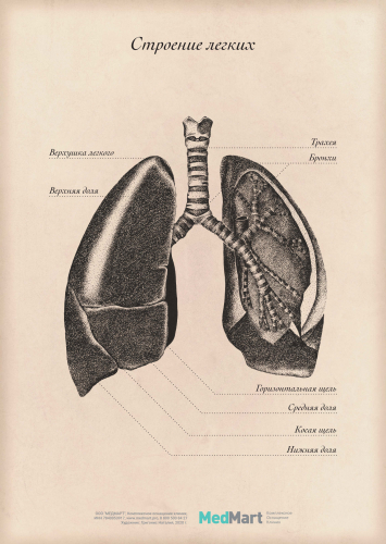 Плакат информационный "Строение лёгких" A2, ламинированный